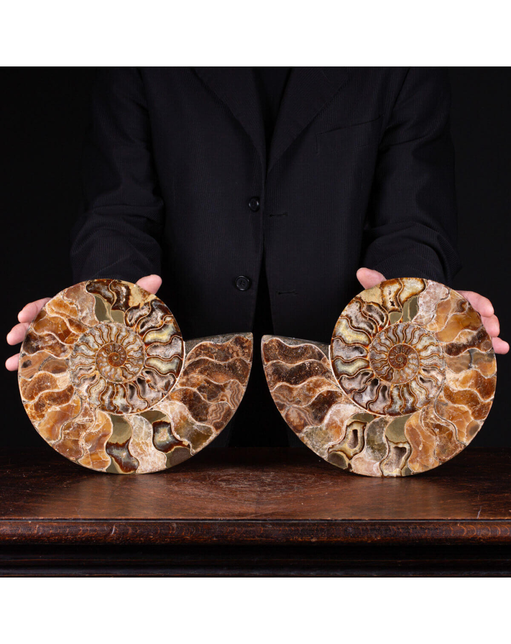 Fossili Antici Della Conchiglia Di Ammonite Illustrazione Di Stock - 6